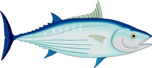 ahi tuna illustration