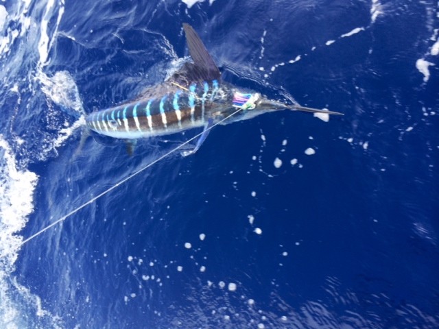 striped marlin maui hawaii