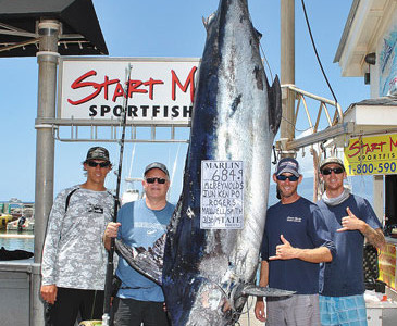 Biggest Marlin caught on Maui in 2014: 684.9 lbs.