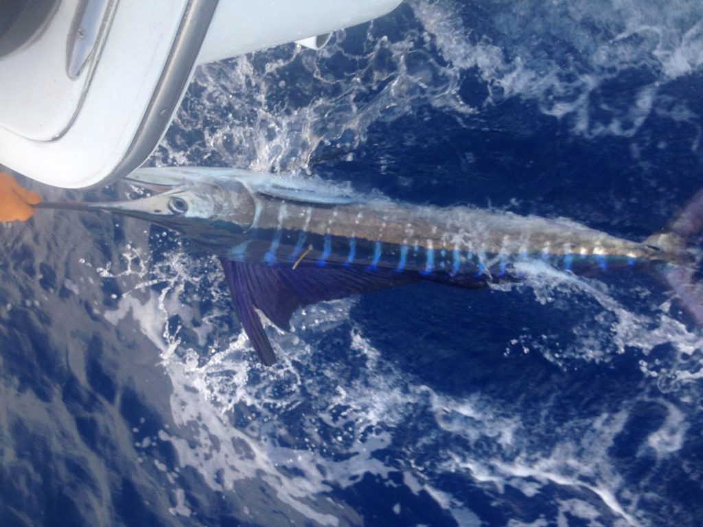 striped marlin in the water